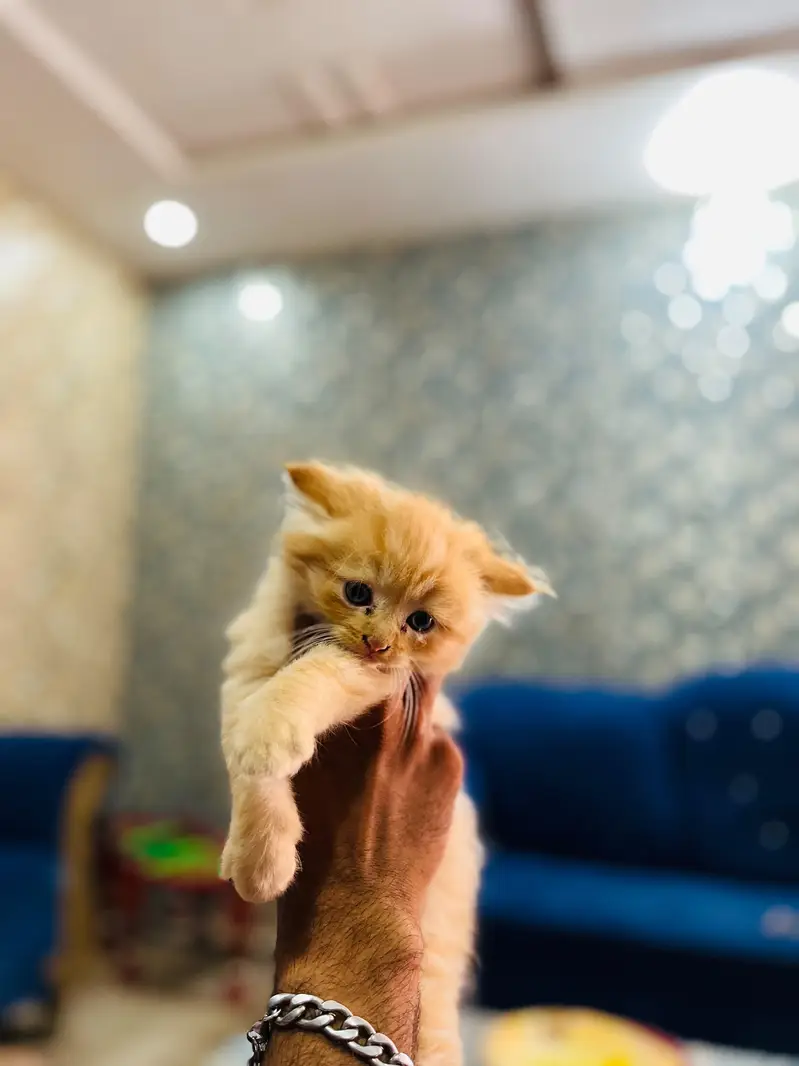 Home cat — photo 2