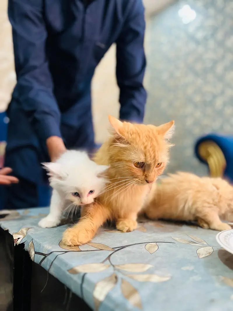 Home cat — photo 3