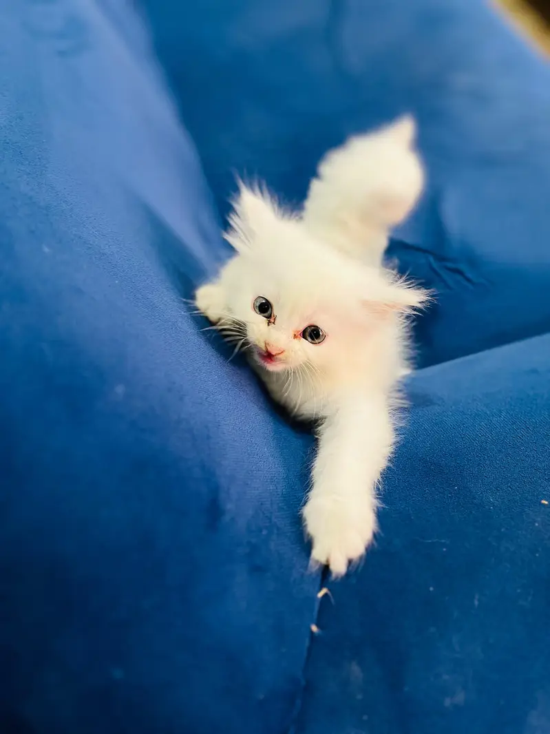 Home cat — photo 6