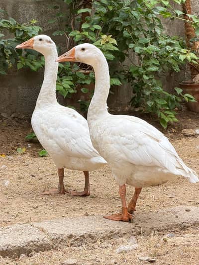 Pair of Ducks