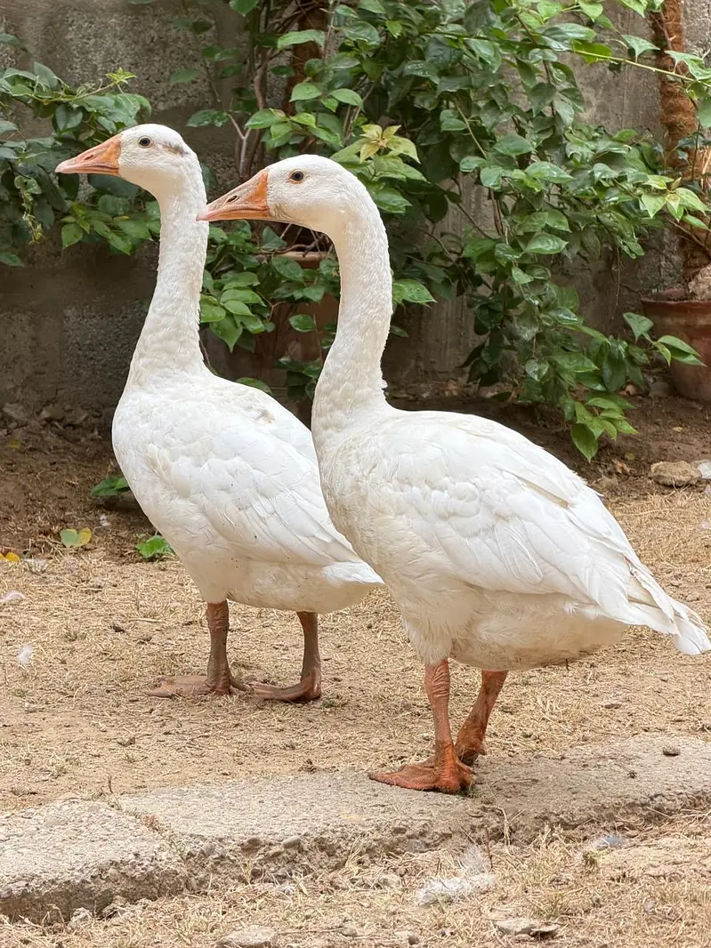 Pair of Ducks