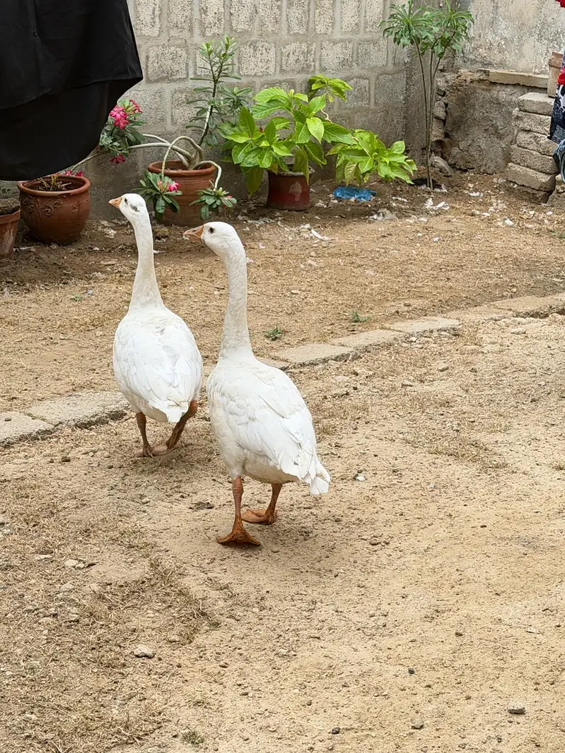 Pair of Ducks — photo 2