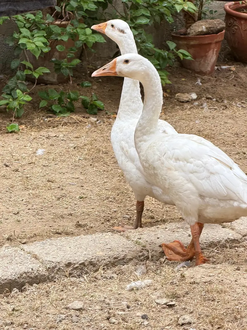 Pair of Ducks — photo 3