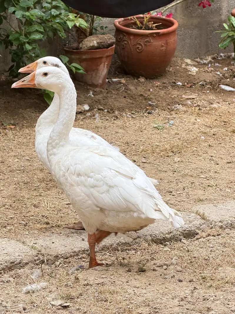 Pair of Ducks — photo 4