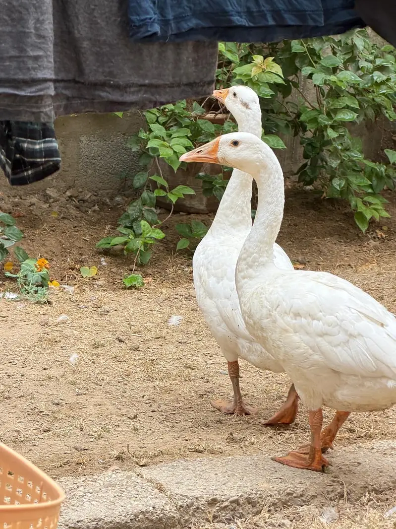 Pair of Ducks — photo 5