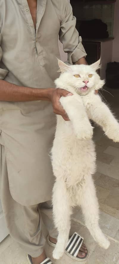 male Persian cat