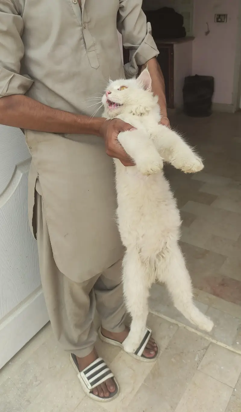 male Persian cat — photo 2