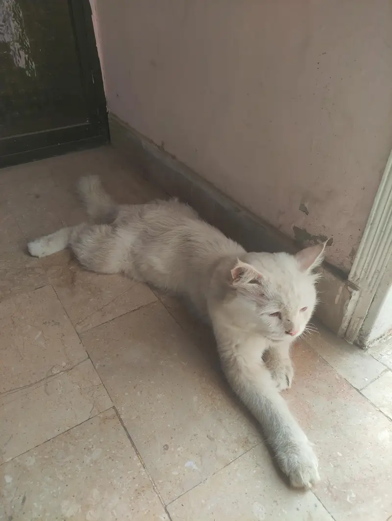 male Persian cat — photo 3