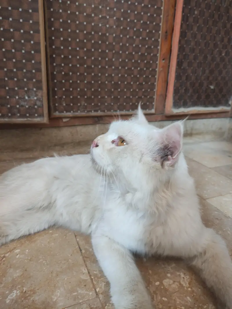 male Persian cat — photo 4