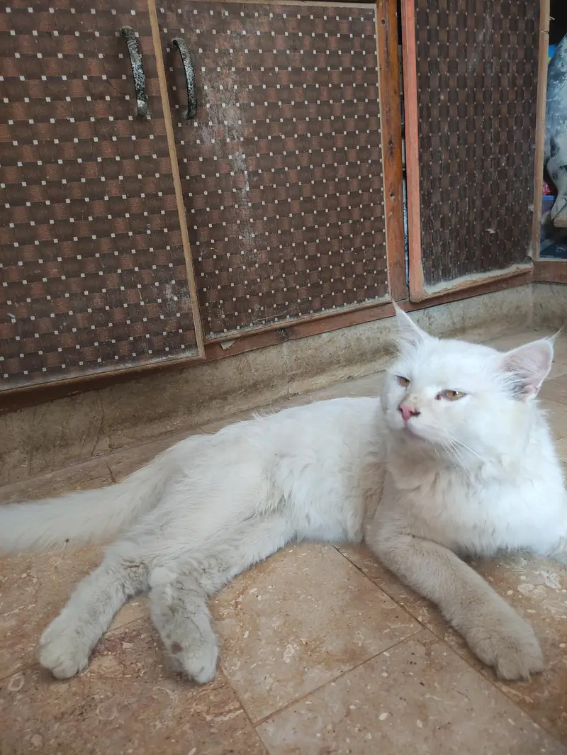male Persian cat — photo 5
