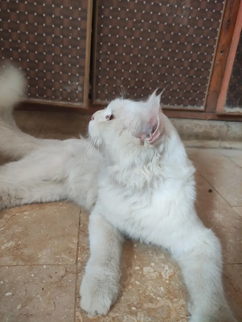 male Persian cat — photo 6