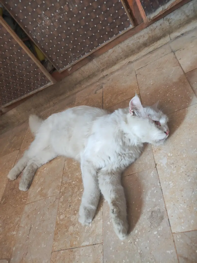 male Persian cat — photo 7