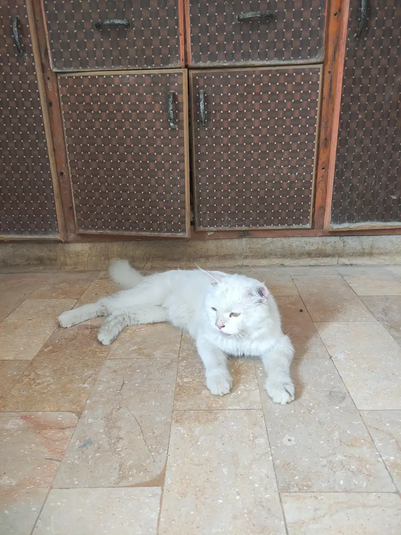 male Persian cat — photo 8