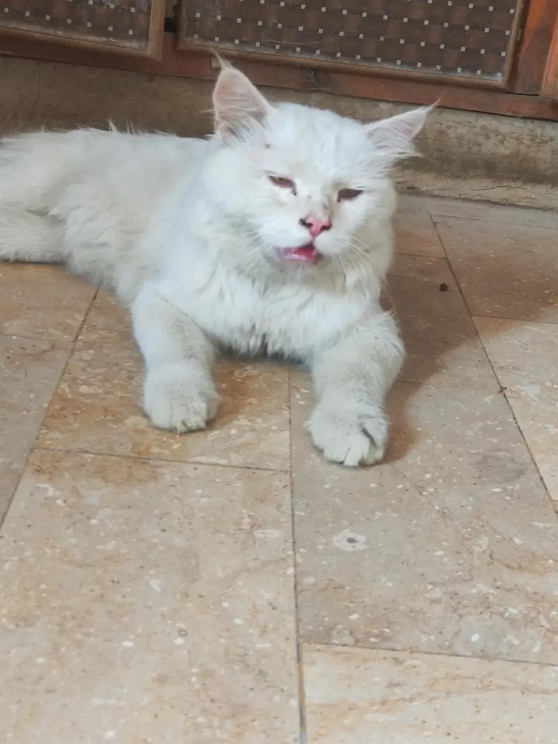 male Persian cat — photo 9