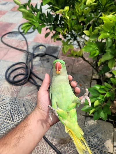 Talking Fully tame Jumbo Alexandra Raw parrot Male or Female.