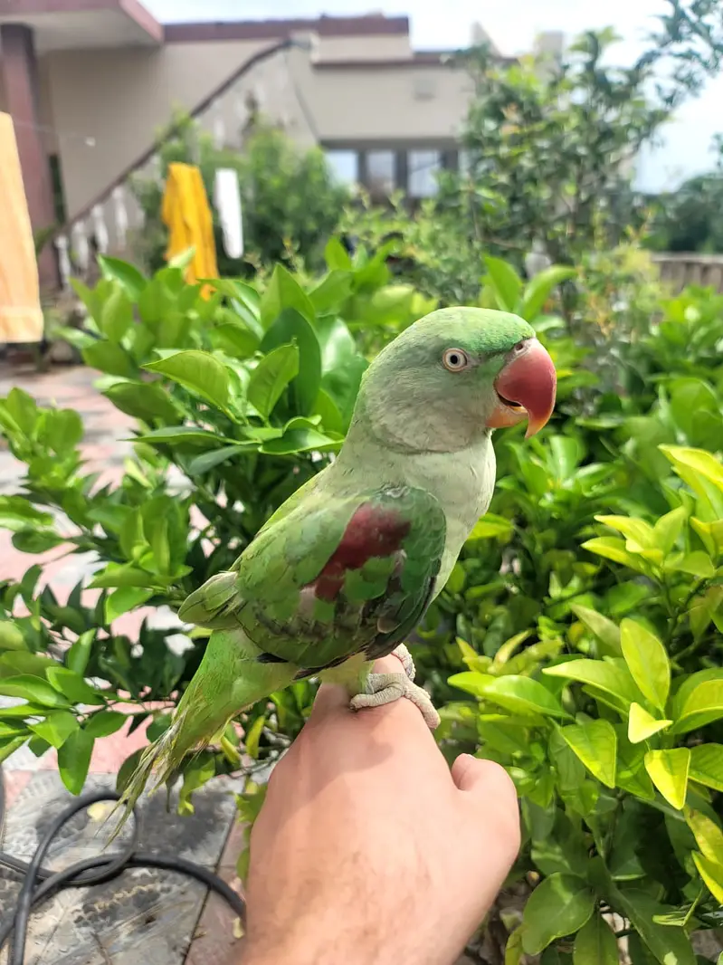 Talking Fully tame Jumbo Alexandra Raw parrot Male or Female. — photo 3