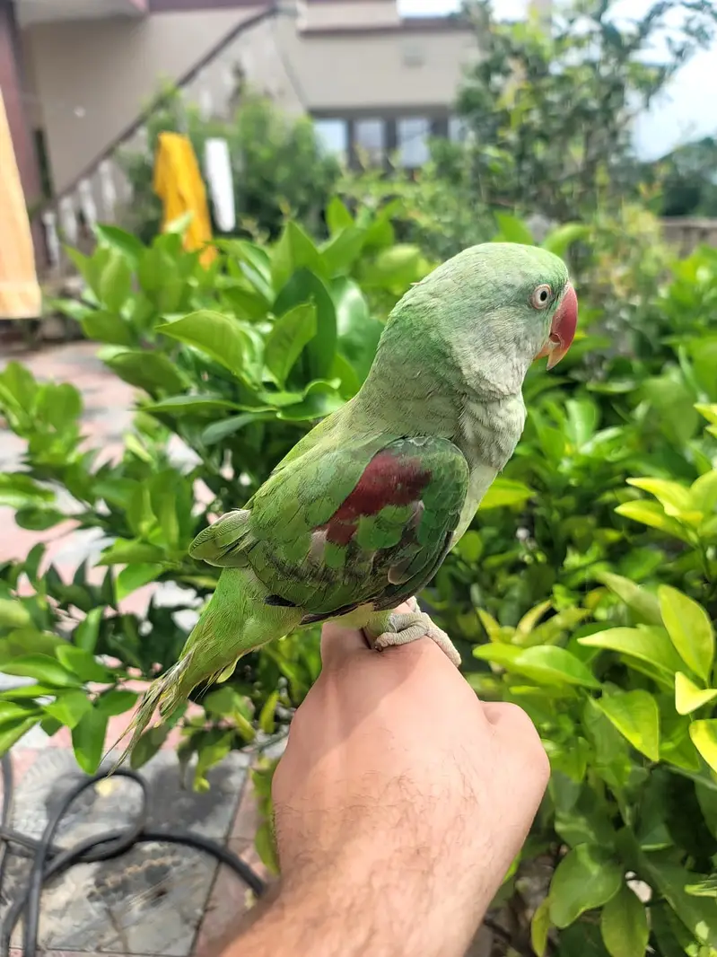 Talking Fully tame Jumbo Alexandra Raw parrot Male or Female. — photo 4