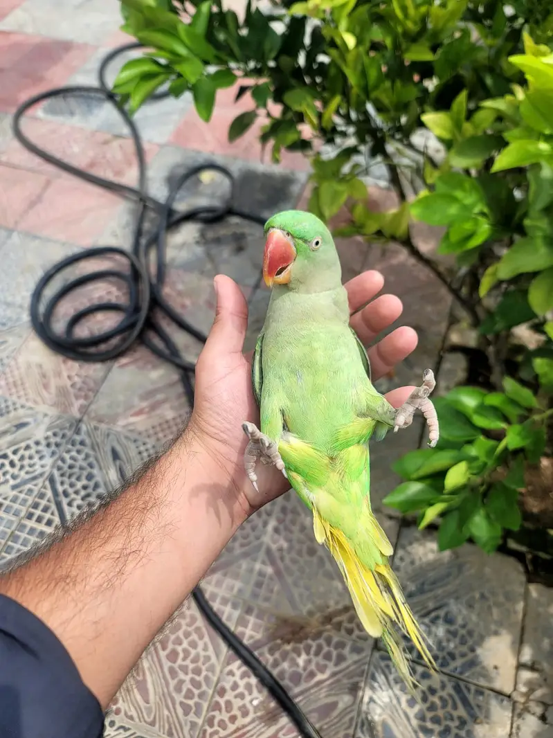 Talking Fully tame Jumbo Alexandra Raw parrot Male or Female. — photo 5