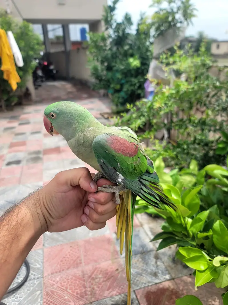 Talking Fully tame Jumbo Alexandra Raw parrot Male or Female. — photo 6
