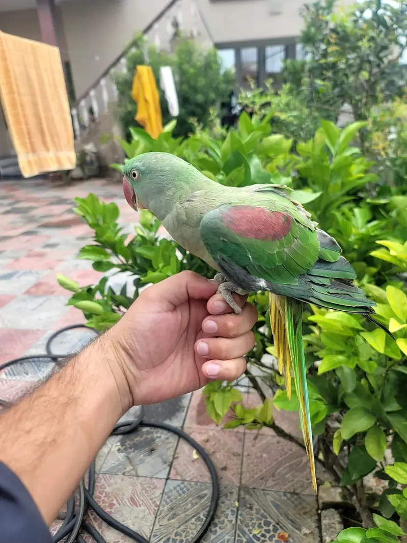 Talking Fully tame Jumbo Alexandra Raw parrot Male or Female. — photo 7