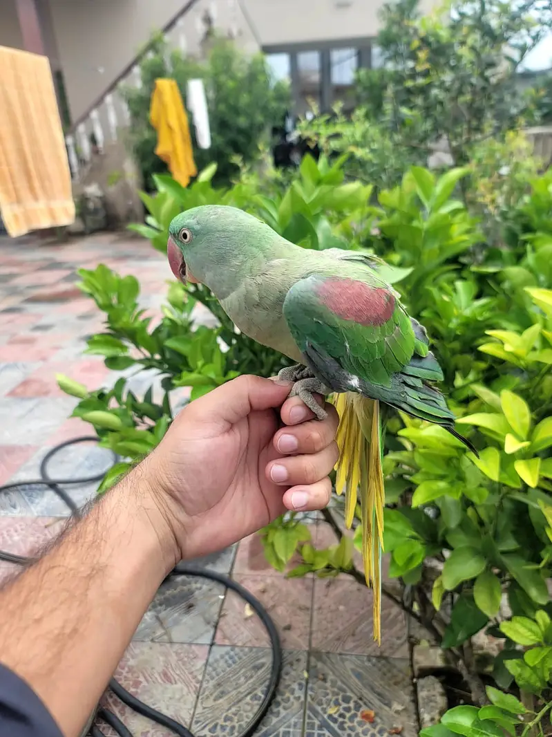 Talking Fully tame Jumbo Alexandra Raw parrot Male or Female. — photo 8