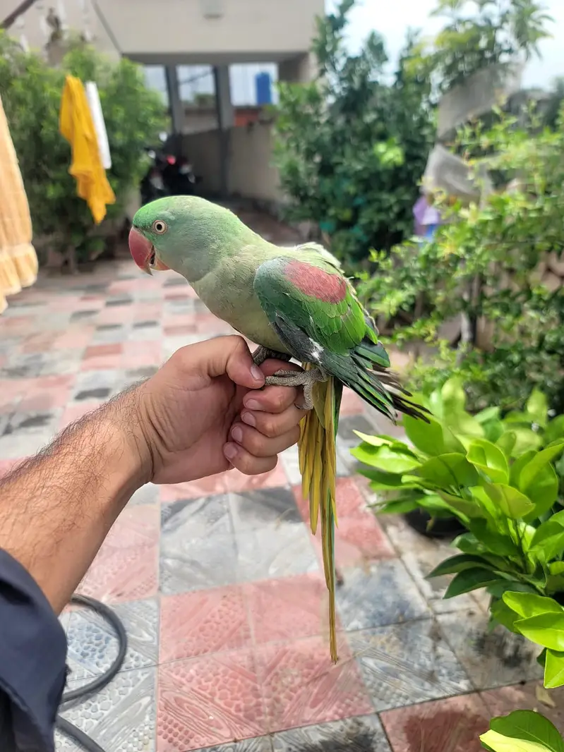 Talking Fully tame Jumbo Alexandra Raw parrot Male or Female. — photo 9