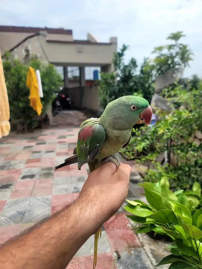 Talking Fully tame Jumbo Alexandra Raw parrot Male or Female. — photo 10