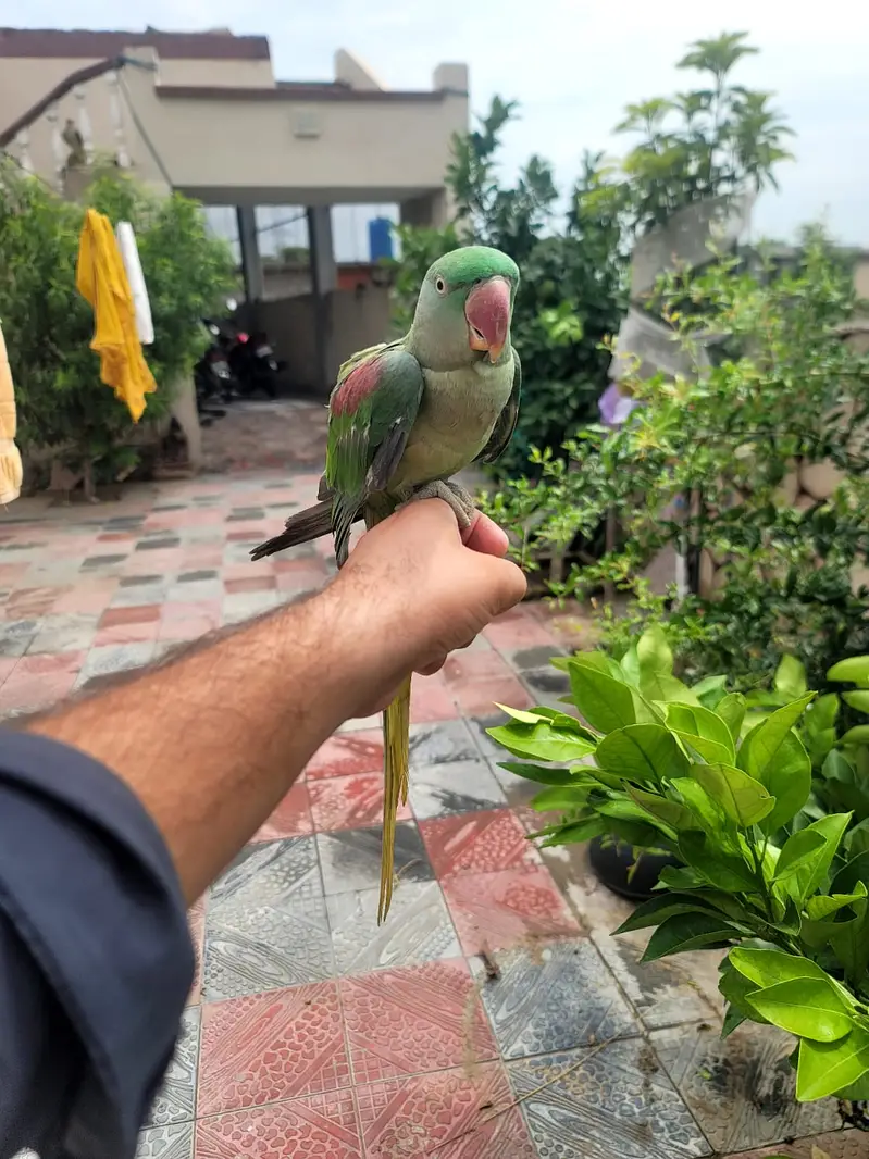 Talking Fully tame Jumbo Alexandra Raw parrot Male or Female. — photo 11