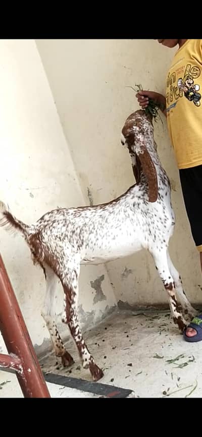 dasi makhi cheeni bakri path 03098289032