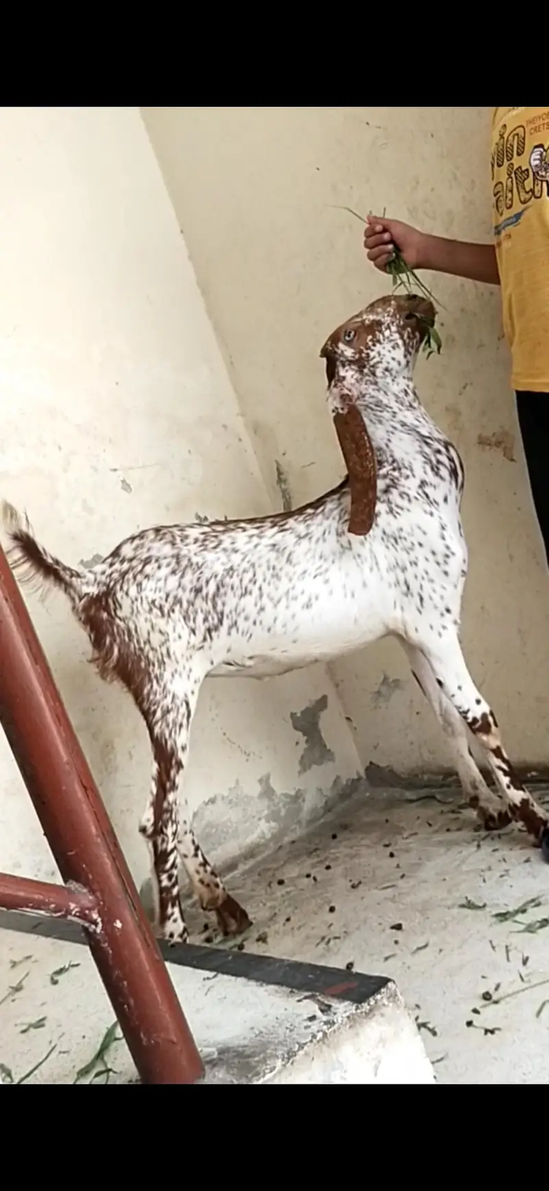dasi makhi cheeni bakri path 03098289032 — photo 2