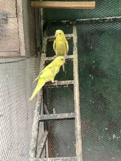 Budgie Colony for Sale 