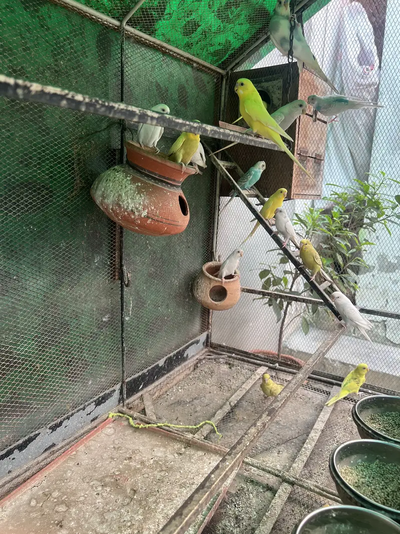 Budgie Colony for Sale  — photo 2
