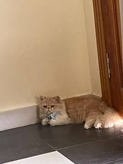 Persian male cat