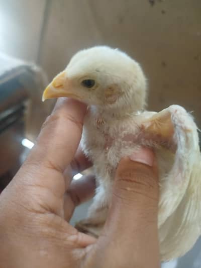 Heera Aseel chicks available