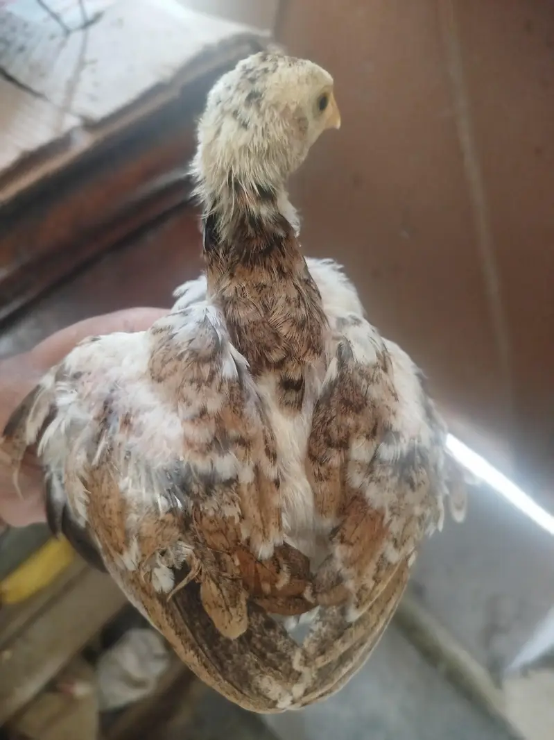Heera Aseel chicks available — photo 3