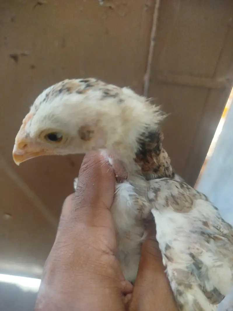 Heera Aseel chicks available — photo 4