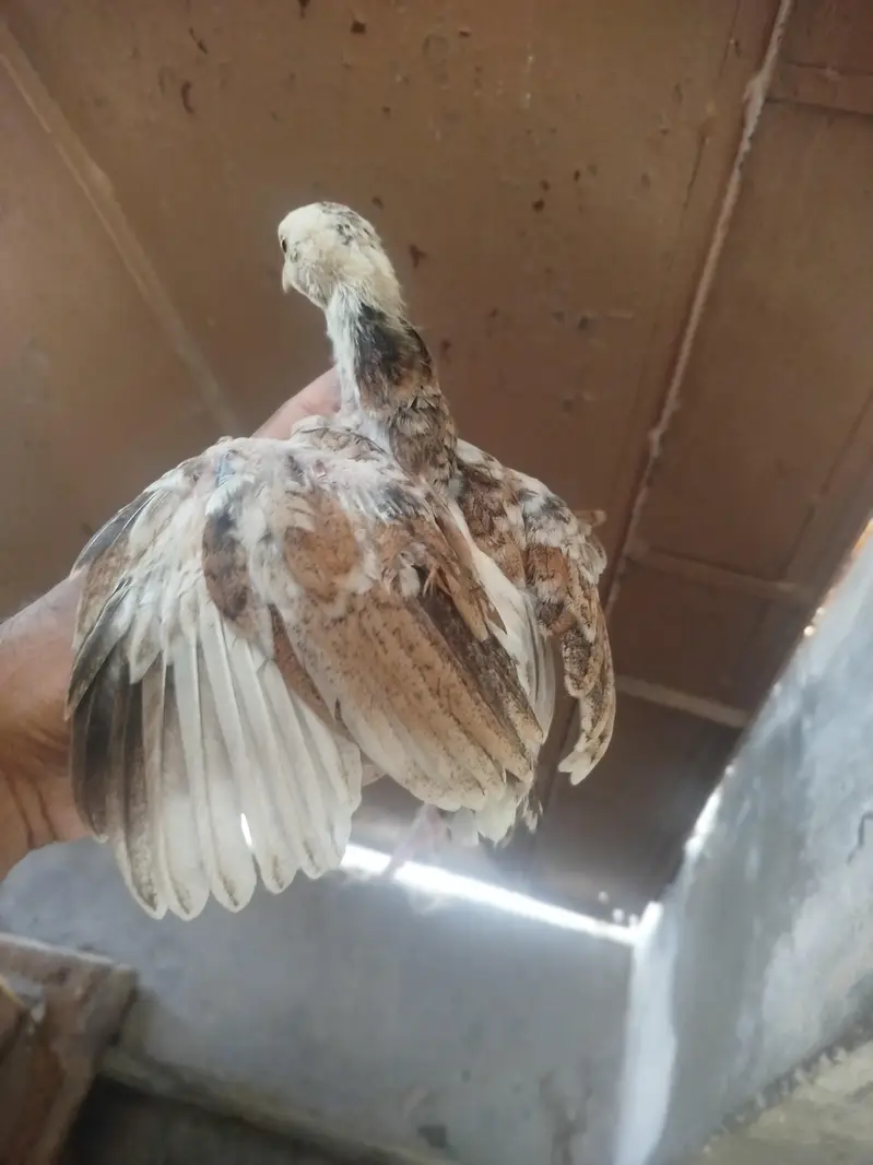 Heera Aseel chicks available — photo 5
