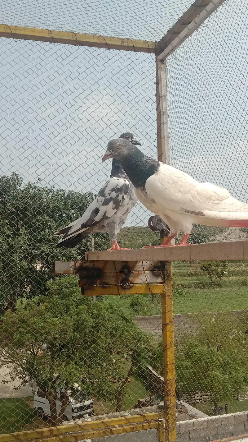 highflyer pkr k Kbotr — photo 3