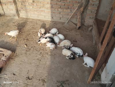 rabbit's for sale adult and pairs