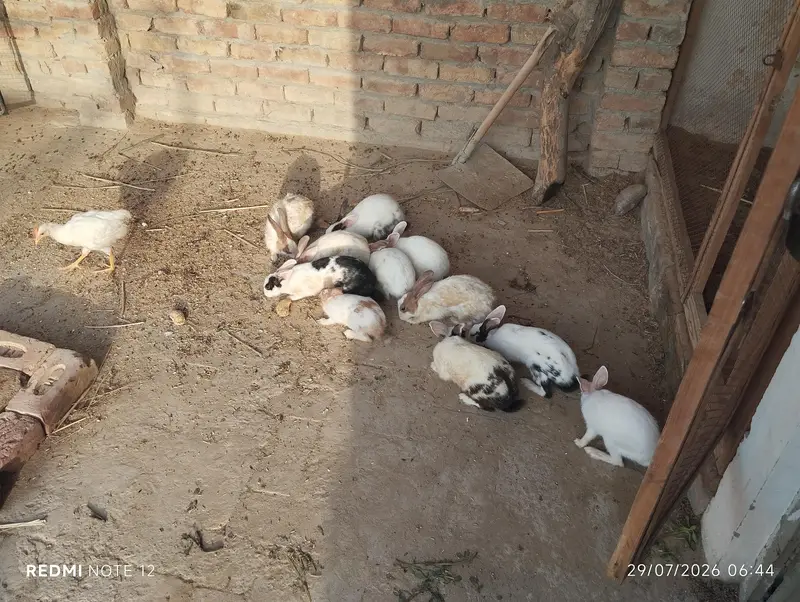 rabbit's for sale adult and pairs
