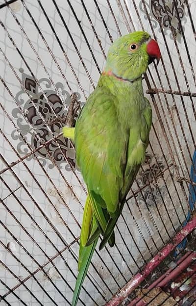 Ringneck male for sale
