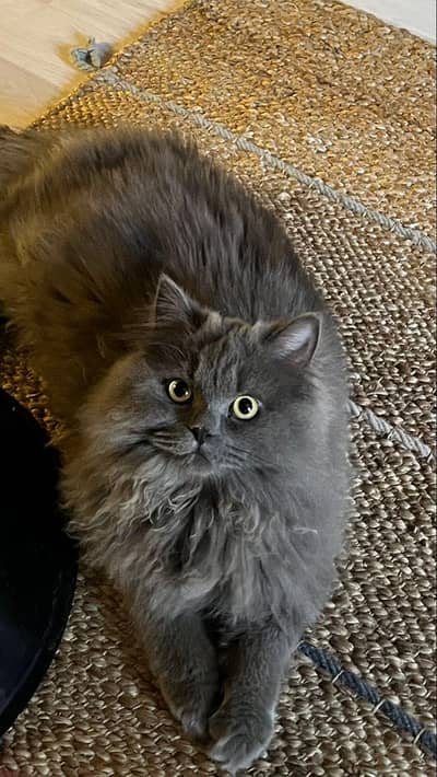 Russian breed