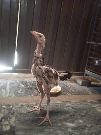 Aseel long height Pair 03028428135