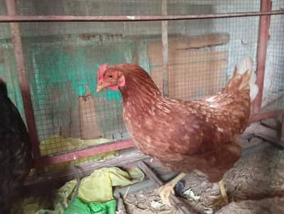 Lohman/Australorp/Golden Egg laying Hens