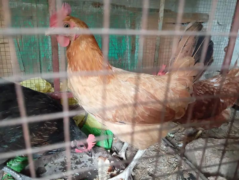 Lohman/Australorp/Golden Egg laying Hens — photo 2