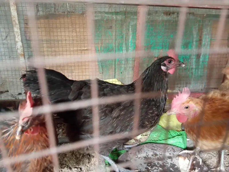 Lohman/Australorp/Golden Egg laying Hens — photo 3