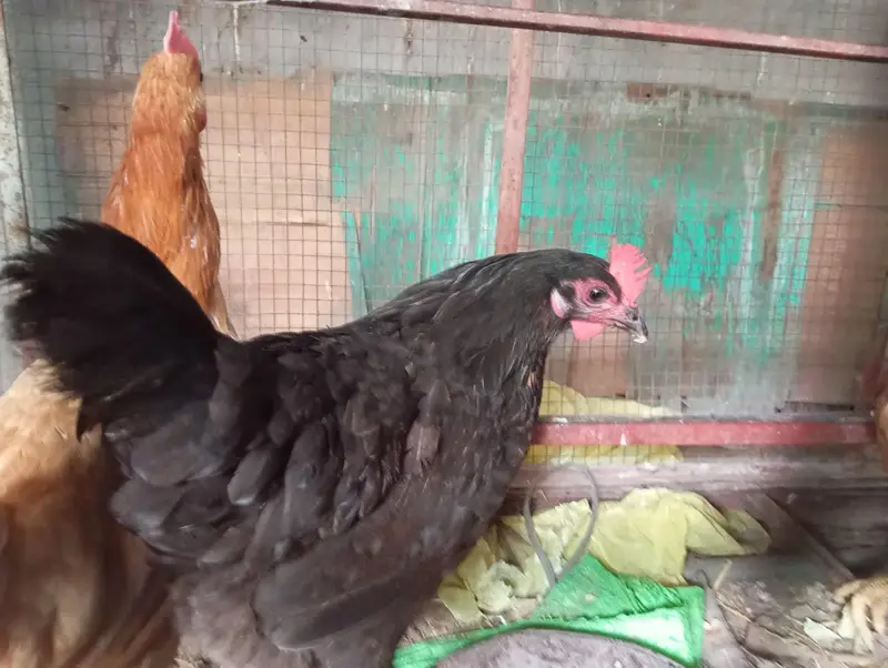 Lohman/Australorp/Golden Egg laying Hens — photo 4