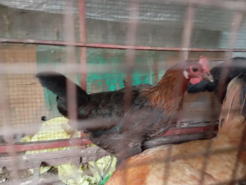 Lohman/Australorp/Golden Egg laying Hens — photo 5