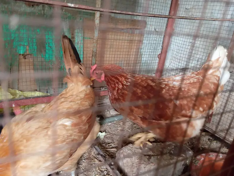 Lohman/Australorp/Golden Egg laying Hens — photo 6
