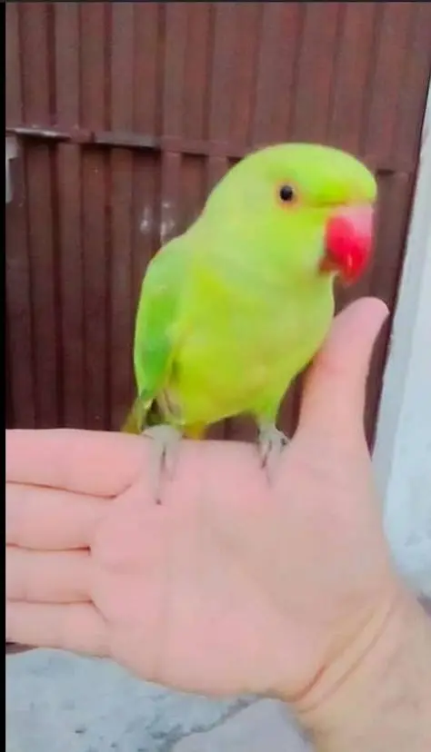 Freindly handtame parrot age almost 8 month best age for Taking traiin — photo 2